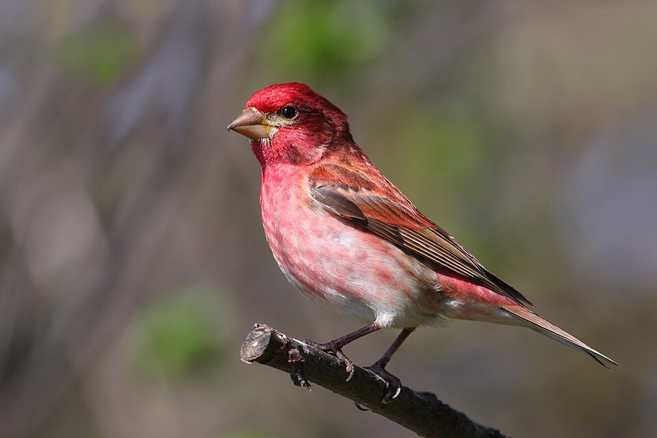 Purple Finch, the state bird of New Hampshire